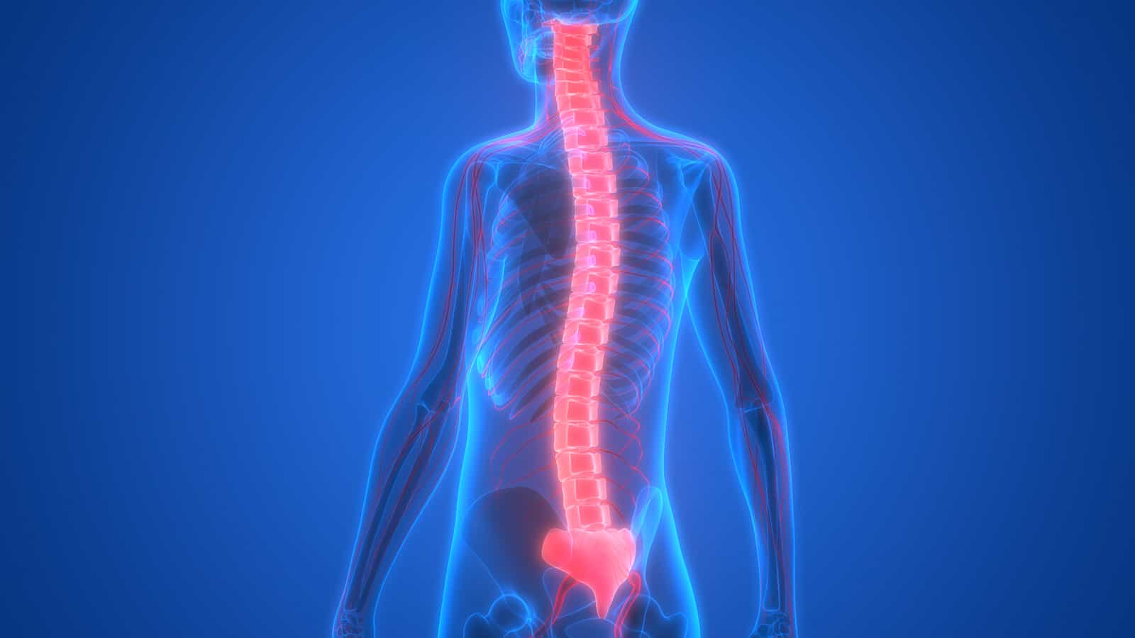 3D Illustration of Human Skeleton with Nervous System Anatomy